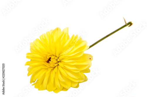 Fototapeta Naklejka Na Ścianę i Meble -  First spring flowers isolated on white background.