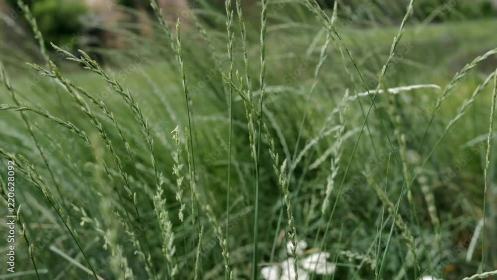 Pan shot of grass in the field swinging in the wind HD Pan shot of grass in the field swinging in the wind HD