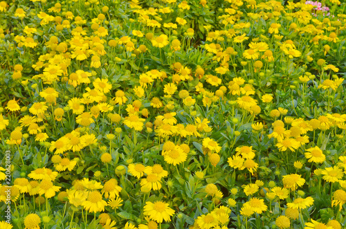 the yellow Flowers -Background with the Flowers