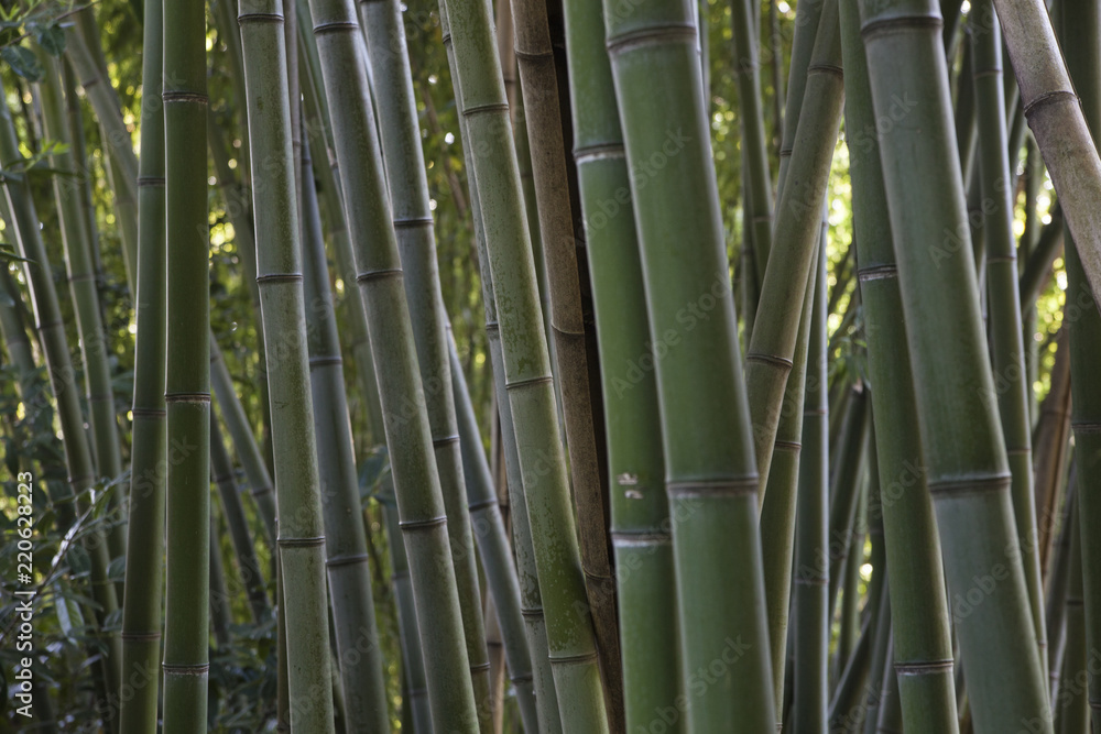 Fototapeta premium Bamboo stems background