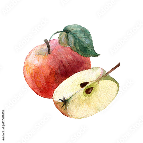 Beautiful hand painted watercolor illustration for your design.