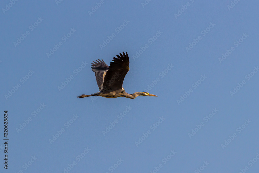 Obraz premium Grey heron flying, Matopos, Zimbabwe