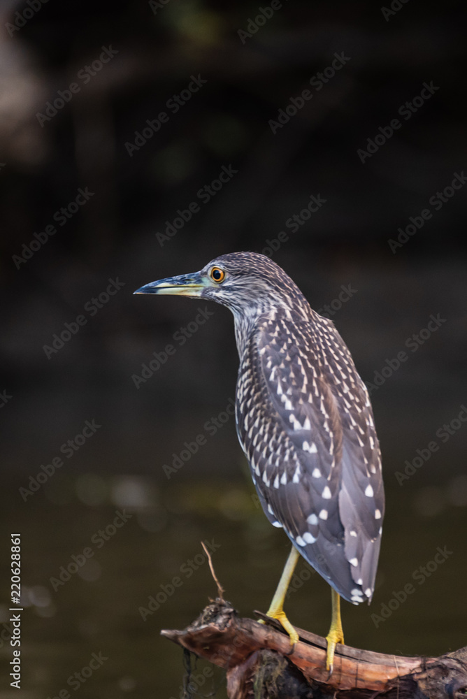 Heron head tilt lok Heron head tilt lok