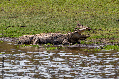Crocodile with its mouth open resting near the water, Matopos, Zimbabwe © Gonçalo