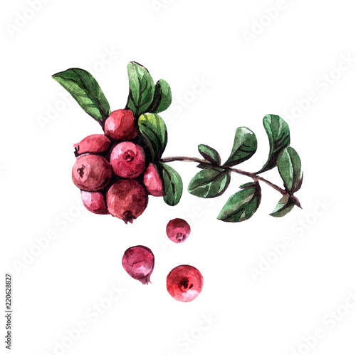 Beautiful hand painted watercolor illustration for your design.