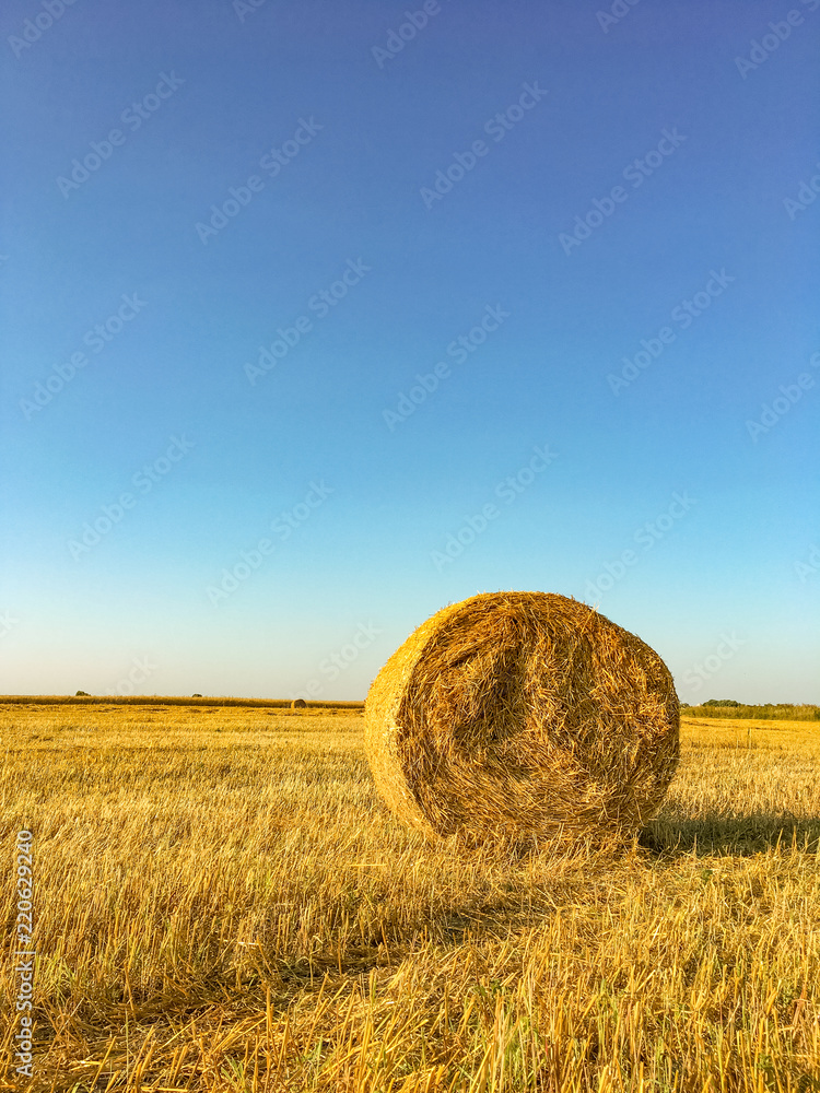 big round bales of straw in the meadow