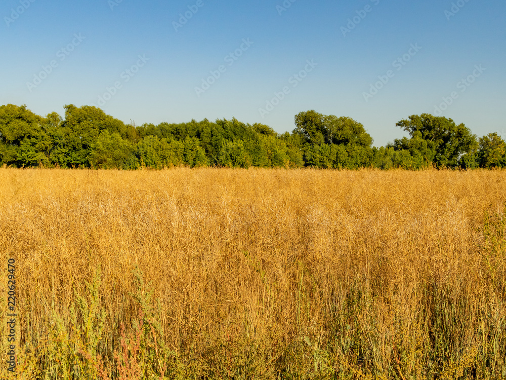 Autumn landscape. Yellow field and blue sky. Autumn landscape. Yellow field and blue sky.
