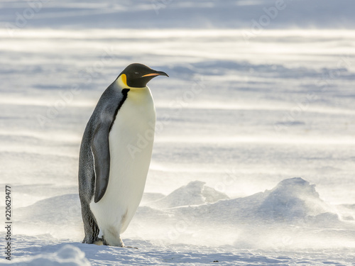 Lone Emperor Penguin on the frozen Weddell Sea in strong winds