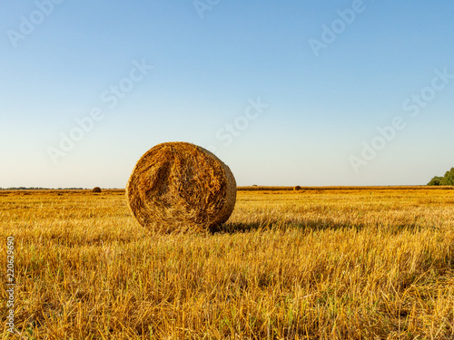 harvested field with straw bales in summer