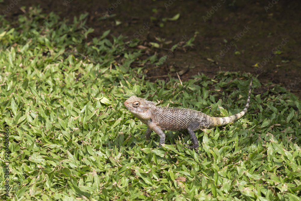 little lizard