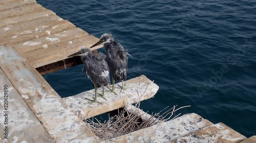  Two fledgling herons stand next to nest on wooden pier against the backdrop of the sea. Arabian Reef-egret or Western Reef Heron (Egretta gularis schistacea)

 photo