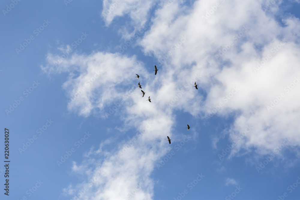 common cranes in the sky