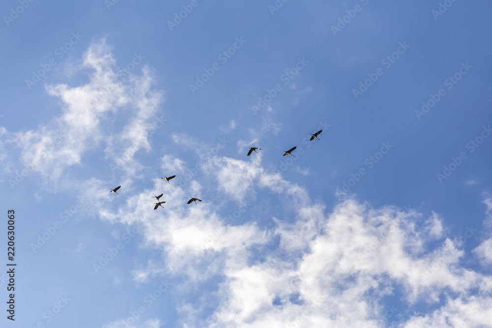 common cranes in the sky