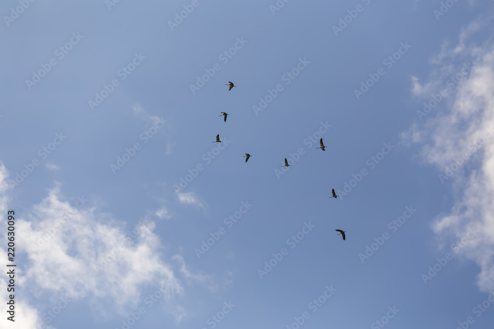 common cranes in the sky