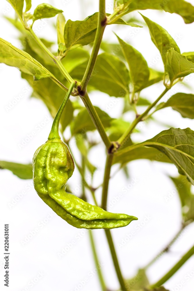 Immature chili pepper. Unripe peppers Chocolate Bhut Jolokia Ghost. Spicy spices. Vegetable growing. Healthy spice. Immature chili pepper. Unripe peppers Chocolate Bhut Jolokia Ghost. Spicy spices. Vegetable growing. Healthy spice.