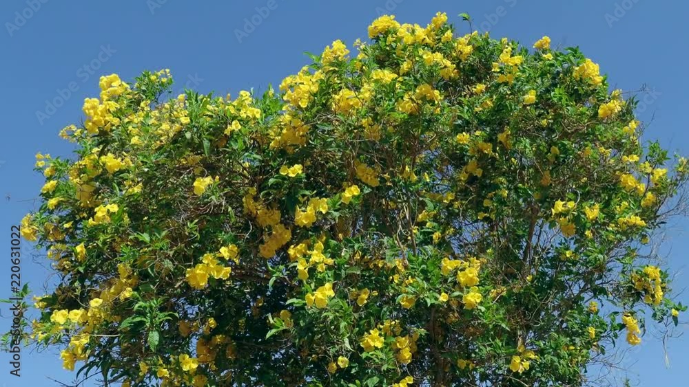  
Yellow trumpetbush or Yellow Bells (Tecoma stans)
