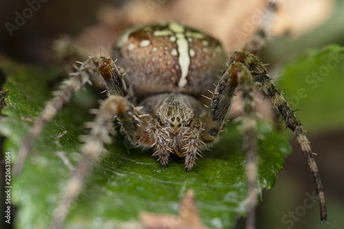 Fat Cross spider resting on a leaf