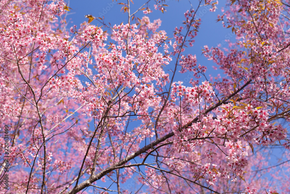 Wild Himalayan Cherry Blossoms in spring season, Prunus cerasoides, Pink Sakura Flower Wild Himalayan Cherry Blossoms in spring season, Prunus cerasoides, Pink Sakura Flower