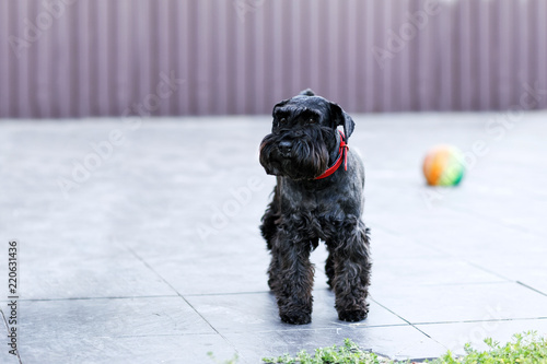 Black dog Zwergschnauzer with a red collar. photo