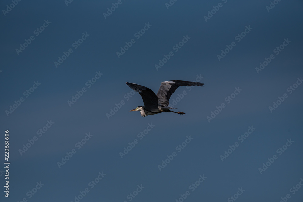 Obraz premium egret flying
