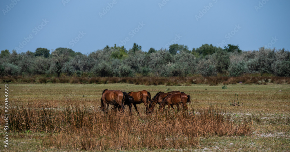 The wild stallions of the Danube Delta - Forest Letea The wild stallions of the Danube Delta - Forest Letea