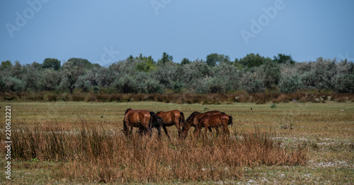 Fototapeta Naklejka Na Ścianę i Meble -  The wild stallions of the Danube Delta - Forest Letea