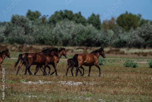 The wild stallions of the Danube Delta - Forest Letea