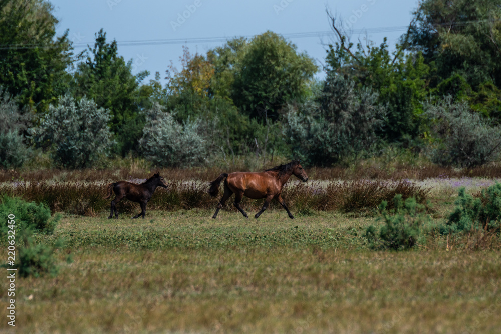 The wild stallions of the Danube Delta - Forest Letea The wild stallions of the Danube Delta - Forest Letea