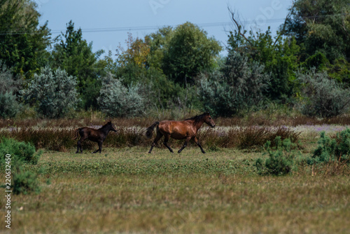 The wild stallions of the Danube Delta - Forest Letea