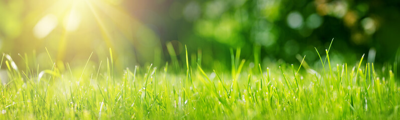 Fresh green grass background in sunny summer day in park