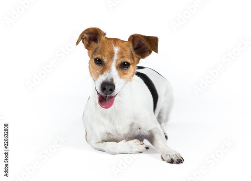 jack russell terrier © bina01