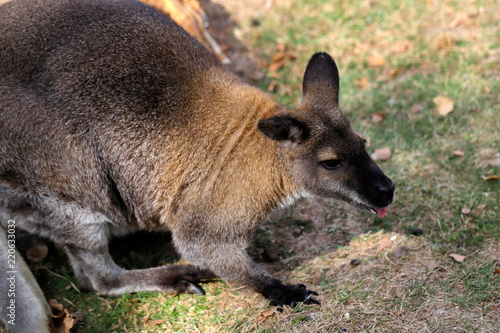 Full body of of adult kangaroo  Macropod  on the meadow