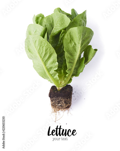 Fresh green lettuce leaves isolated on white