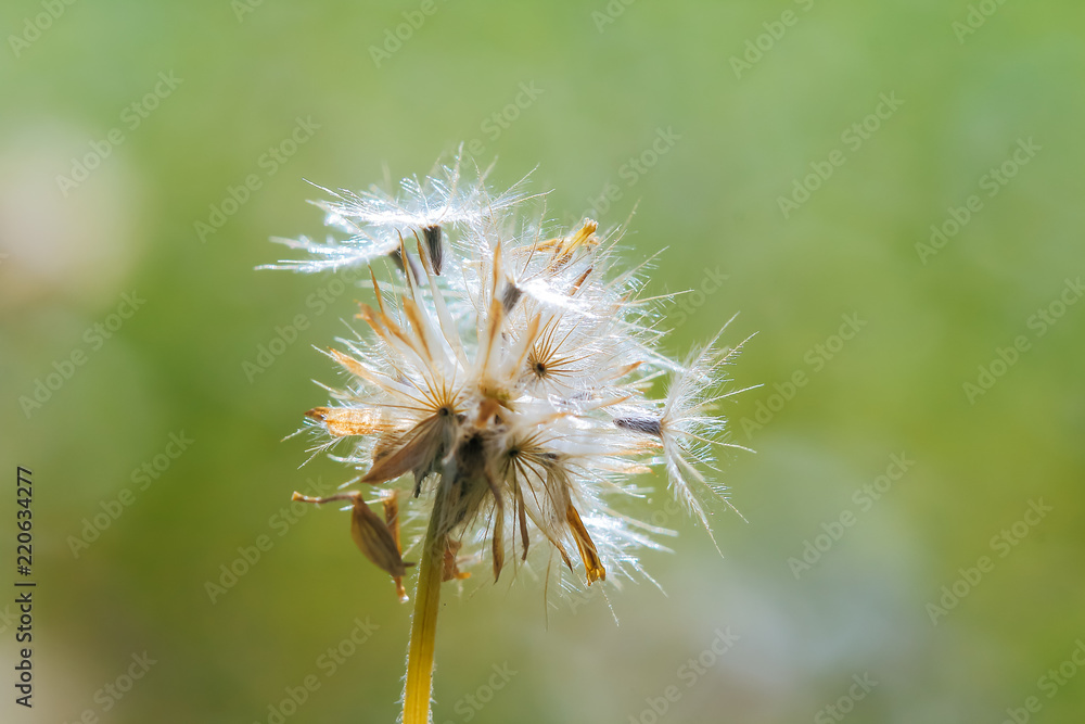 Obraz premium Beautiful white dandelion flowers.