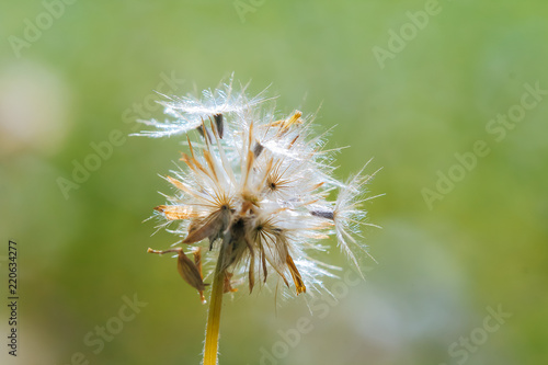 Beautiful white dandelion flowers.