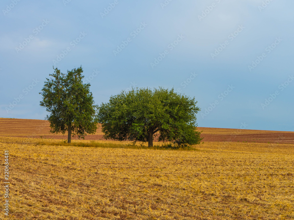Bäume stehen auf einem abgeernteten Feld im Spätsommer, Rheinland-Pfalz, Deutschland