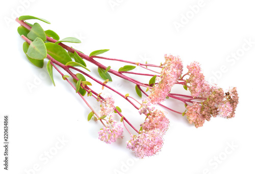 Sedum telephium, often called Hylotelephium telephium, orpine, livelong, frog's-stomach, harping Johnny, life-everlasting, live-forever, midsummer-men, Orphan John, witch's moneybags. Isolated. photo