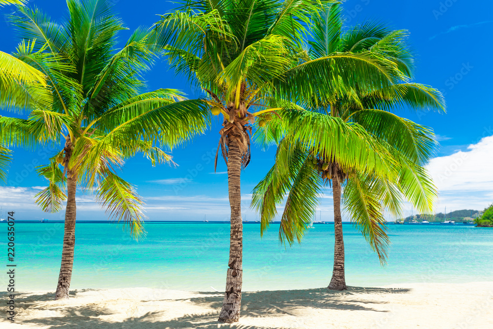 Tropical beach with coconut palm trees and clear lagoon, Fiji Islands