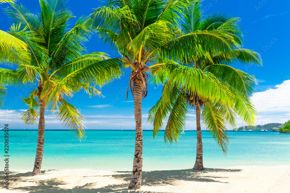 Fototapeta premium Tropical beach with coconut palm trees and clear lagoon, Fiji Islands