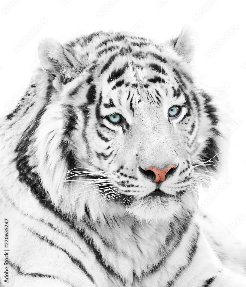 Fototapeta premium Piękny biały tygrys odizolowywający na białym tle