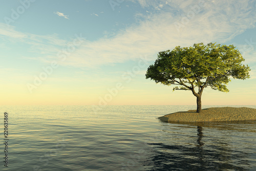 Alone Tree at sea beach