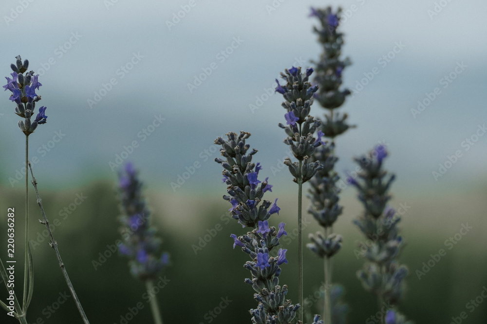 Obraz premium lavendel