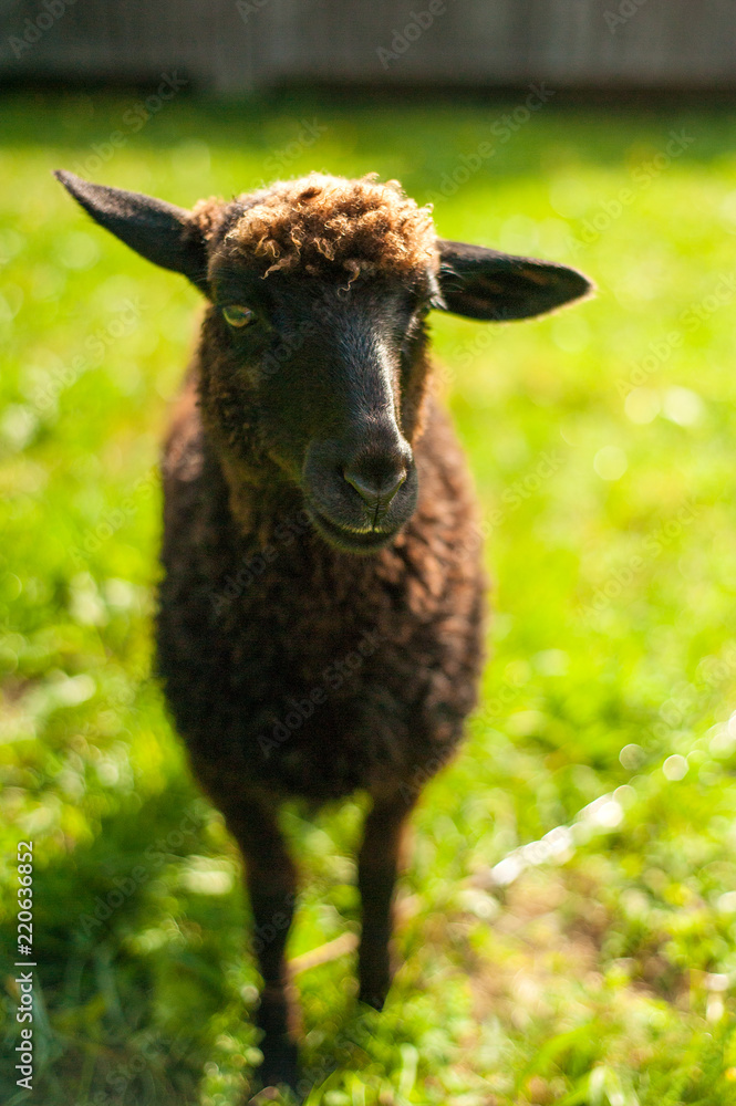 Sheep graze on green pasture near old wood house in the mountains. Young brown sheep graze on the farm. Sheep graze on green pasture near old wood house in the mountains. Young brown sheep graze on the farm.