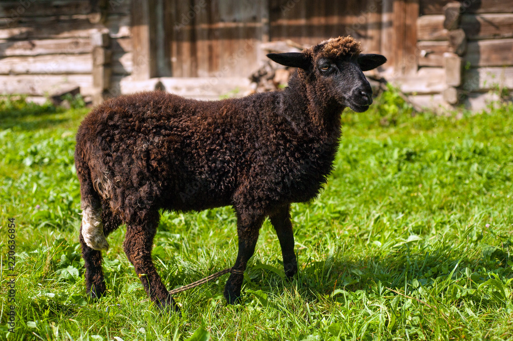 Sheep graze on green pasture near old wood house in the mountains. Young brown sheep graze on the farm. Sheep graze on green pasture near old wood house in the mountains. Young brown sheep graze on the farm.