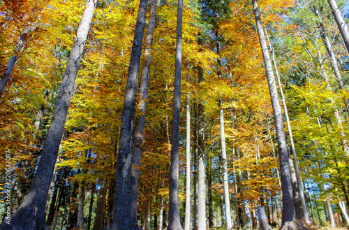 autumn/fall forest