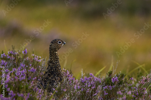 red grouse in amongst heather