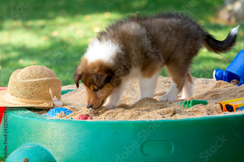 Fototapeta Naklejka Na Ścianę i Meble -  Langhaar-Collie-Welpe, dark-salbe, im Sandkasten