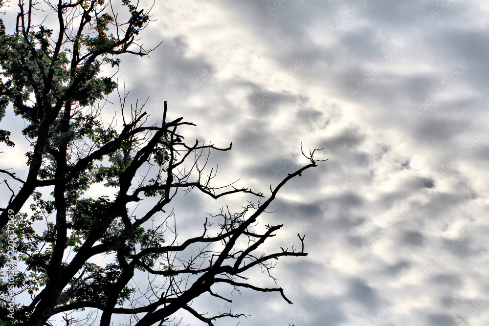 Fototapeta premium Sky
