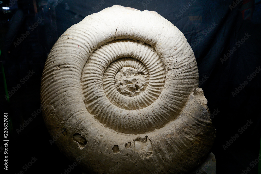 Fossil Ammonite for fuel and gas industry