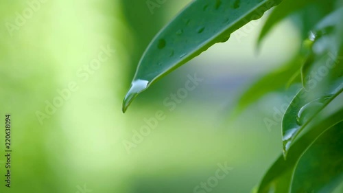 Slow motion video of water drop on green leaf on bokeh background (High Speed Video)
